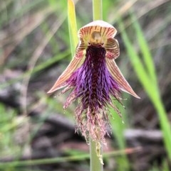 Calochilus platychilus (Purple Beard Orchid) at Stony Creek Nature Reserve - 17 Oct 2020 by MeganDixon