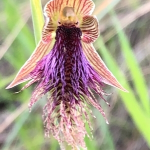 Calochilus platychilus at Carwoola, NSW - 17 Oct 2020