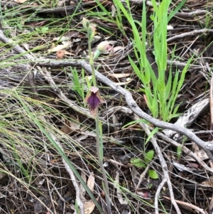 Calochilus platychilus at Carwoola, NSW - suppressed