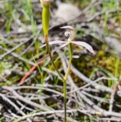 Caladenia ustulata (Brown Caps) at Denman Prospect, ACT - 9 Oct 2020 by nic.jario