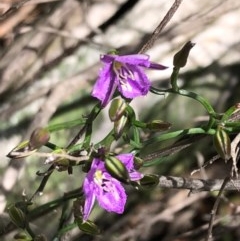 Thysanotus patersonii (Twining Fringe Lily) at Carwoola, NSW - 17 Oct 2020 by MeganDixon