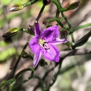 Thysanotus patersonii at Carwoola, NSW - 17 Oct 2020