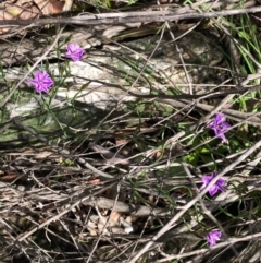 Thysanotus patersonii at Carwoola, NSW - 17 Oct 2020