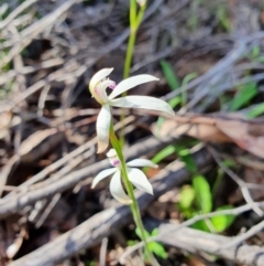 Caladenia ustulata (Brown Caps) at Denman Prospect, ACT - 9 Oct 2020 by nic.jario