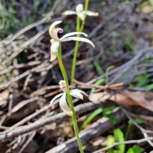 Caladenia ustulata at Denman Prospect, ACT - suppressed