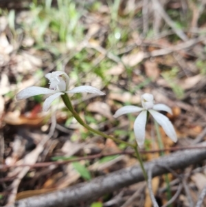 Caladenia ustulata at Denman Prospect, ACT - suppressed