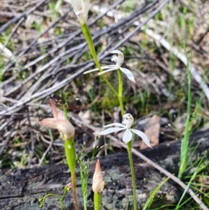 Caladenia ustulata at Denman Prospect, ACT - suppressed