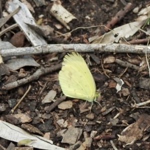 Eurema smilax at Aranda, ACT - 18 Oct 2020