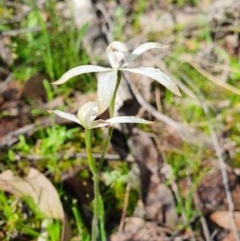 Caladenia ustulata (Brown Caps) at Denman Prospect, ACT - 9 Oct 2020 by nic.jario