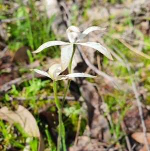 Caladenia ustulata at Denman Prospect, ACT - suppressed