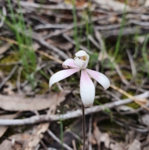 Caladenia ustulata at Denman Prospect, ACT - suppressed