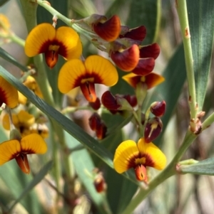 Daviesia mimosoides at Burra, NSW - 17 Oct 2020