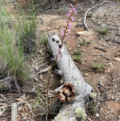 Stylidium armeria subsp. armeria (Trigger Plant) at Burra, NSW - 17 Oct 2020 by Safarigirl