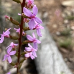 Stylidium armeria subsp. armeria at Burra, NSW - 17 Oct 2020