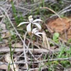 Caladenia ustulata (Brown Caps) at Denman Prospect, ACT - 9 Oct 2020 by nic.jario