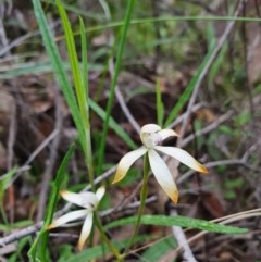 Caladenia ustulata (Brown Caps) at Denman Prospect, ACT - 9 Oct 2020 by nic.jario