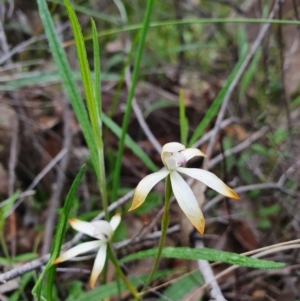 Caladenia ustulata at Denman Prospect, ACT - suppressed