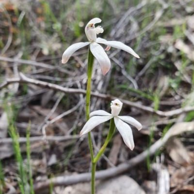 Caladenia ustulata (Brown Caps) at Denman Prospect, ACT - 9 Oct 2020 by nic.jario