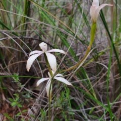 Caladenia ustulata (Brown Caps) at Denman Prospect, ACT - 9 Oct 2020 by nic.jario