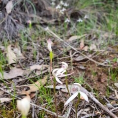 Caladenia ustulata (Brown Caps) at Denman Prospect, ACT - 9 Oct 2020 by nic.jario