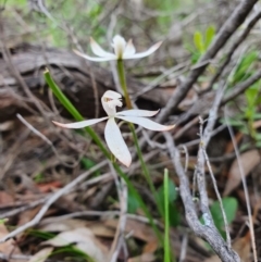 Caladenia ustulata (Brown Caps) at Denman Prospect, ACT - 9 Oct 2020 by nic.jario