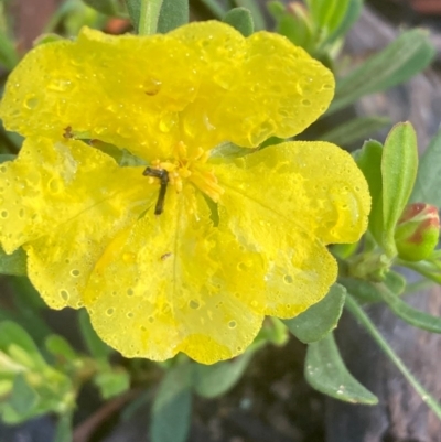 Hibbertia obtusifolia (Grey Guinea-flower) at Burra, NSW - 17 Oct 2020 by Safarigirl