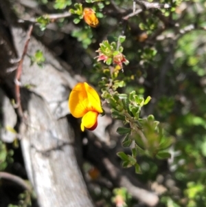 Pultenaea microphylla at Carwoola, NSW - 17 Oct 2020 02:01 PM