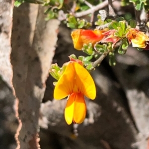 Pultenaea microphylla at Carwoola, NSW - 17 Oct 2020