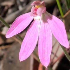 Caladenia carnea (Pink Fingers) at Stony Creek Nature Reserve - 17 Oct 2020 by MeganDixon