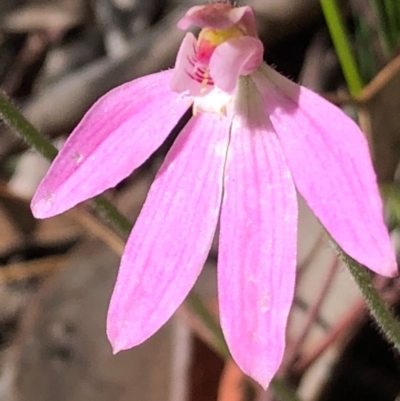 Caladenia carnea (Pink Fingers) at Stony Creek Nature Reserve - 17 Oct 2020 by MeganDixon