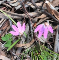 Caladenia carnea at Carwoola, NSW - 17 Oct 2020