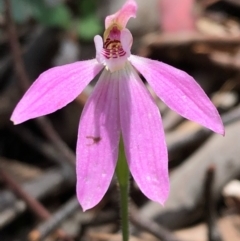 Caladenia carnea at Carwoola, NSW - 17 Oct 2020