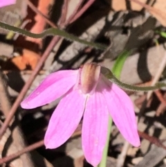 Caladenia carnea at Carwoola, NSW - 17 Oct 2020