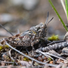 Pycnostictus sp. (genus) (A bandwing grasshopper) at Wandiyali-Environa Conservation Area - 16 Oct 2020 by Wandiyali