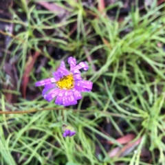 Brachyscome rigidula (Hairy Cut-leaf Daisy) at Carwoola, NSW - 17 Oct 2020 by MeganDixon