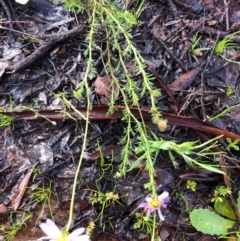 Brachyscome rigidula at Carwoola, NSW - 17 Oct 2020