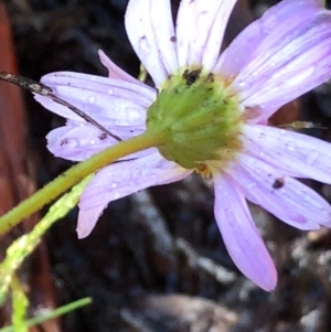 Brachyscome rigidula at Carwoola, NSW - 17 Oct 2020