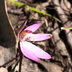 Caladenia fuscata (Dusky Fingers) at Stony Creek Nature Reserve - 28 Sep 2020 by MeganDixon