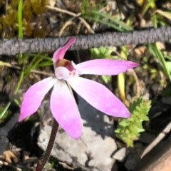 Caladenia fuscata at Carwoola, NSW - 28 Sep 2020