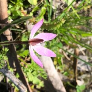 Caladenia fuscata at Carwoola, NSW - suppressed