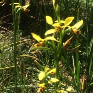 Diuris sulphurea at Kambah, ACT - suppressed