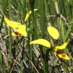 Diuris sulphurea at Kambah, ACT - suppressed