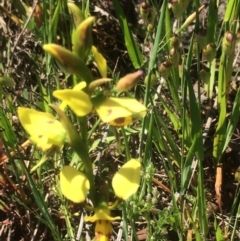 Diuris sulphurea at Kambah, ACT - suppressed