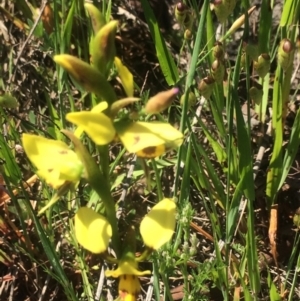 Diuris sulphurea at Kambah, ACT - suppressed