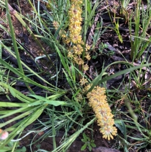 Lomandra multiflora at Carwoola, NSW - 17 Oct 2020