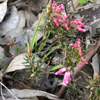 Lissanthe strigosa subsp. subulata (Peach Heath) at Stony Creek Nature Reserve - 28 Sep 2020 by MeganDixon