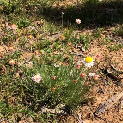 Leucochrysum albicans subsp. tricolor (Hoary Sunray) at Stony Creek Nature Reserve - 28 Sep 2020 by MeganDixon