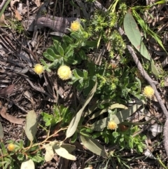 Coronidium scorpioides at Carwoola, NSW - 28 Sep 2020