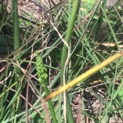 Microtis sp. (Onion Orchid) at Kambah, ACT - 17 Oct 2020 by George