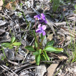 Viola betonicifolia at Carwoola, NSW - 28 Sep 2020 01:30 PM